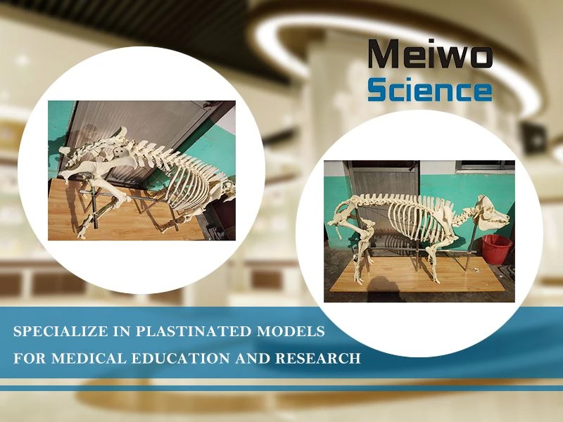 Pig Real Animal Skeletons Pig Real Animal Skeletons