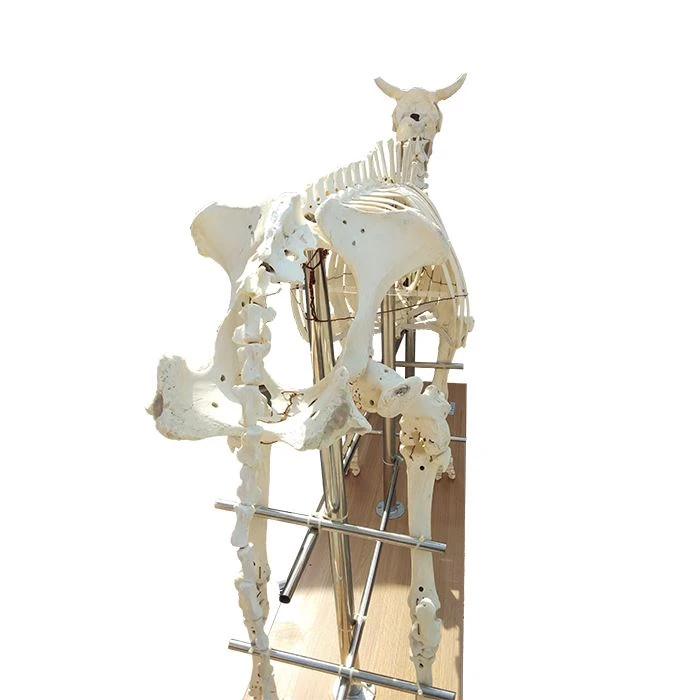 Cow-Bones-2