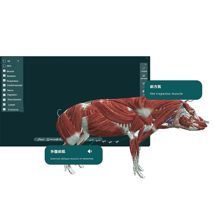 Sistem interactiv îmbunătățit MR Animal Anatomy 3D
