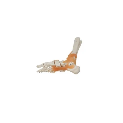 Model de anatomie articulară funcțională a gleznei