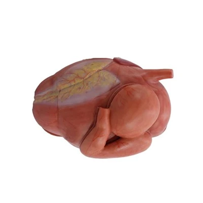 Model de anatomie a stomacului