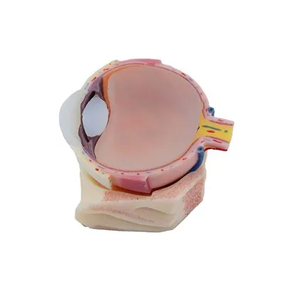 Modelul structurii globului ocular