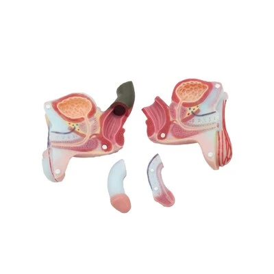 Model de anatomie a organelor reproductive masculine