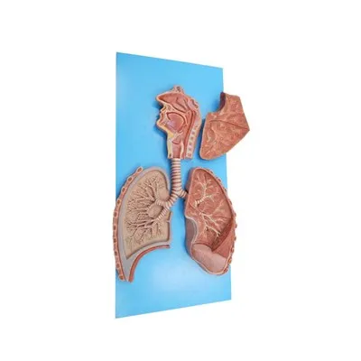 Model de anatomie respiratorie